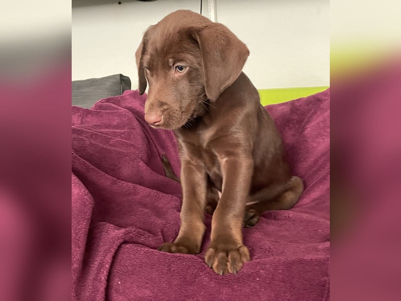 Süße aufgeweckte Mischlingswelpen Labrador-Retriever von Schulhunden