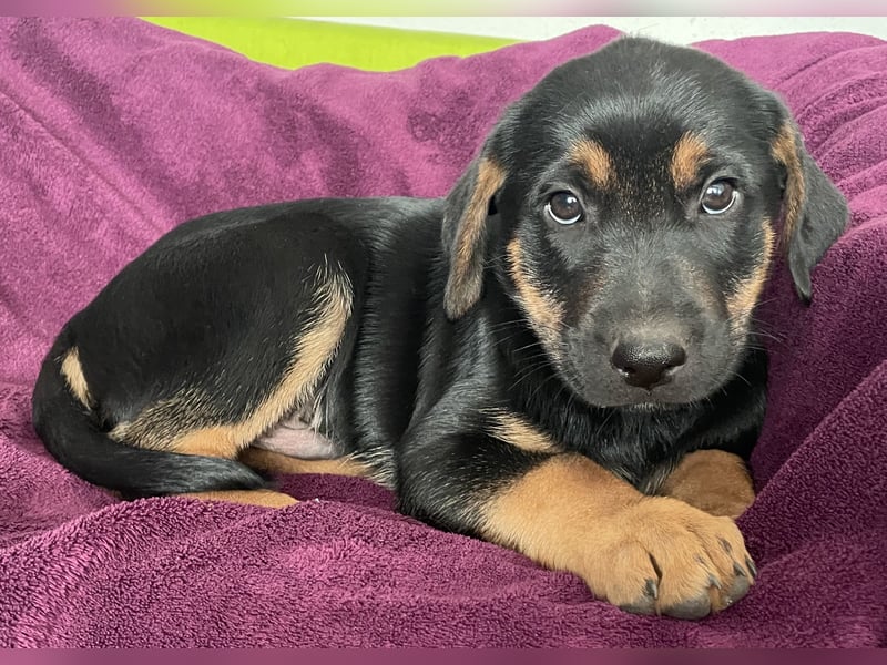 Süße aufgeweckte Mischlingswelpen Labrador-Retriever von Schulhunden