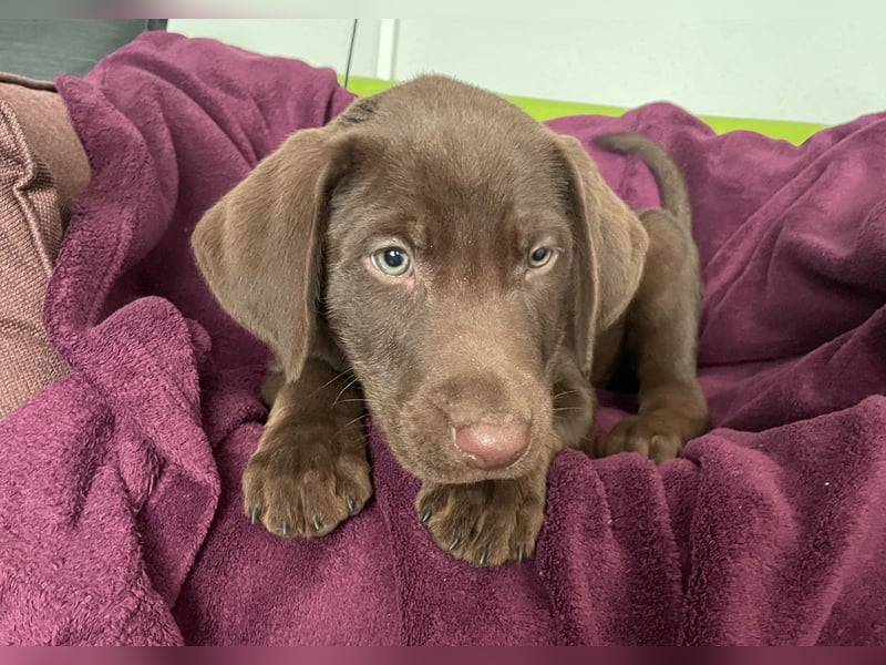 Süße aufgeweckte Mischlingswelpen Labrador-Retriever von Schulhunden