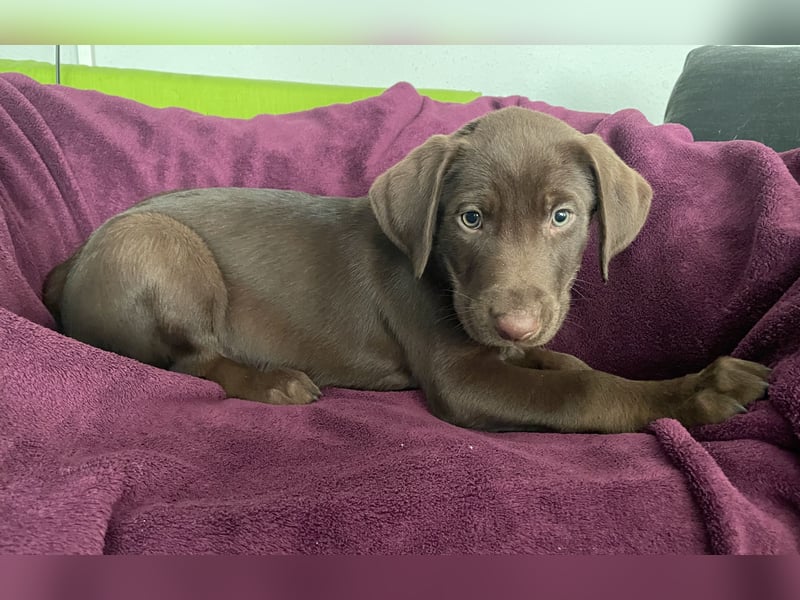 Süße aufgeweckte Mischlingswelpen Labrador-Retriever von Schulhunden