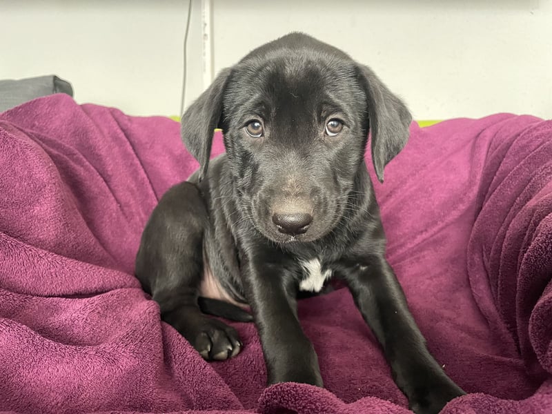 Süße aufgeweckte Mischlingswelpen Labrador-Retriever von Schulhunden