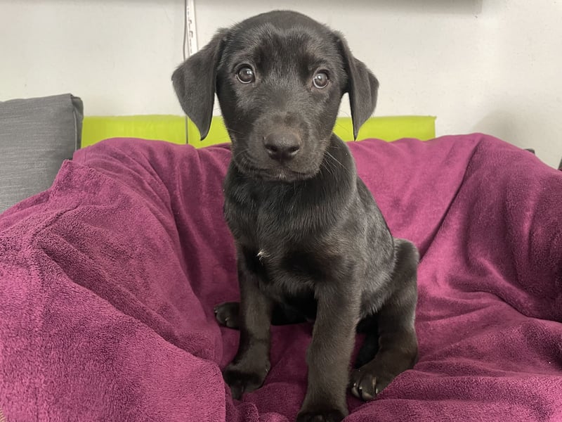 Süße aufgeweckte Mischlingswelpen Labrador-Retriever von Schulhunden