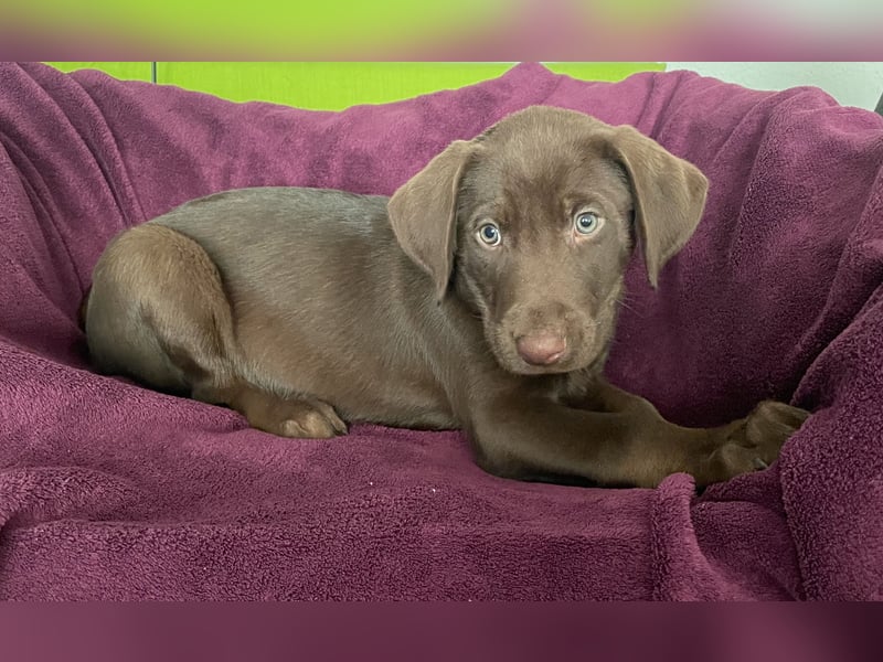 Süße aufgeweckte Mischlingswelpen Labrador-Retriever von Schulhunden