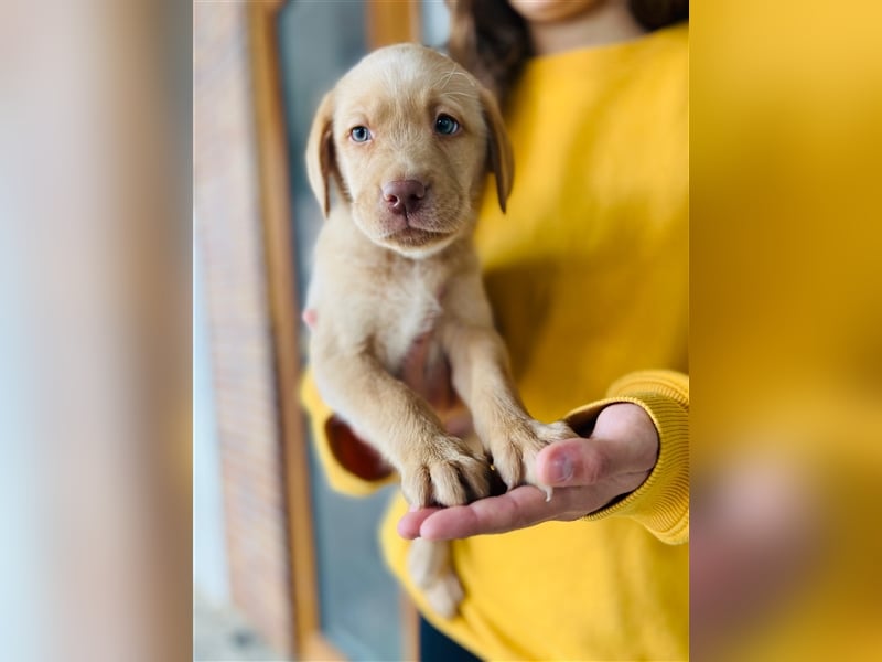 Labrador Welpen gelb braun und schwarz