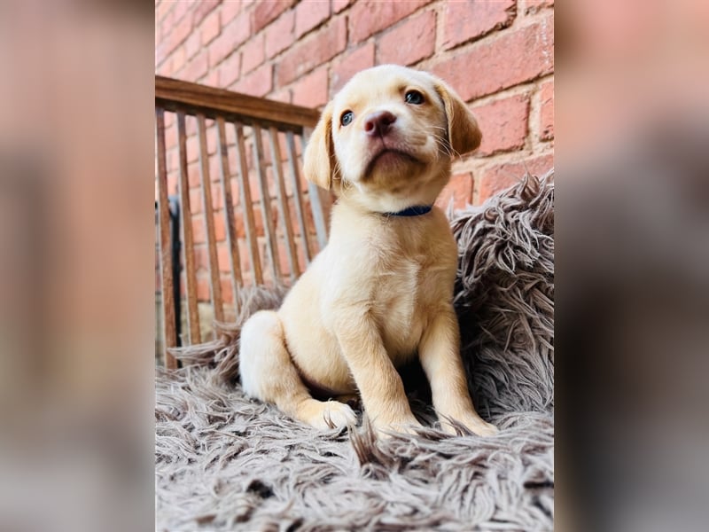 Labrador Welpen gelb braun und schwarz