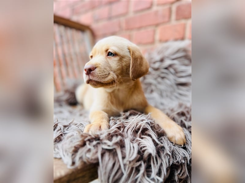 Labrador Welpen gelb braun und schwarz