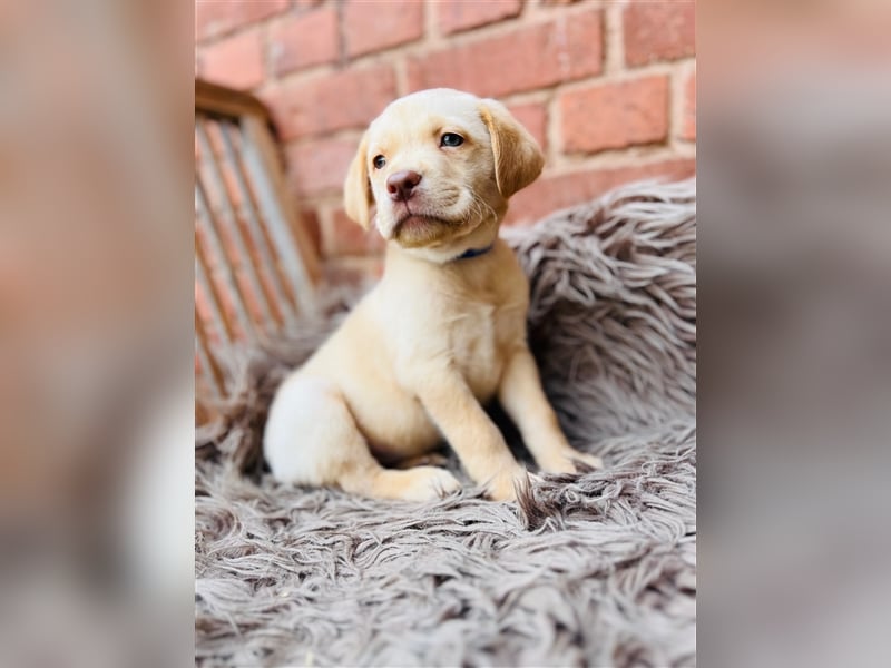 Labrador Welpen gelb braun und schwarz