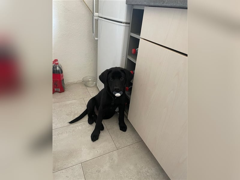 Labrador Retriver 6 Monate alt