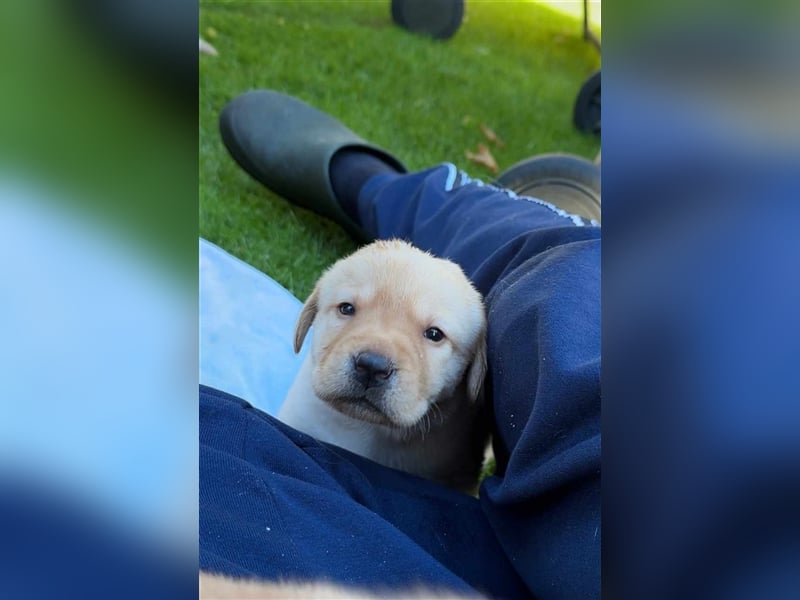 Reinrassige Labrador-Welpen suchen ein liebevolles zu Hause.