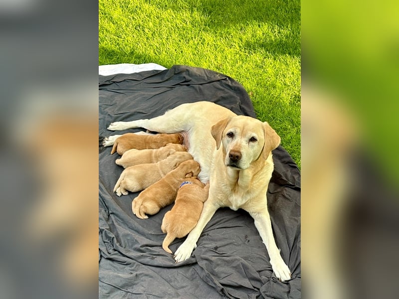 Reinrassige Labrador-Welpen suchen ein liebevolles zu Hause.