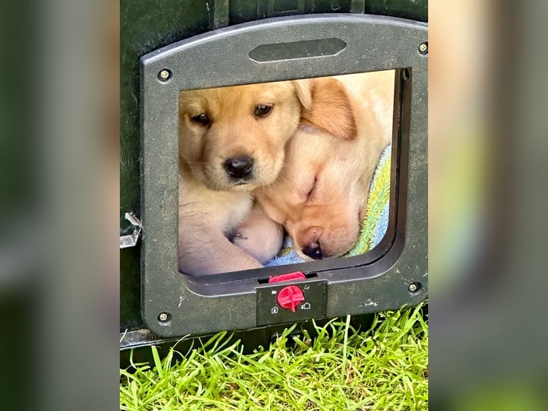 Reinrassige Labrador-Welpen suchen ein liebevolles zu Hause.