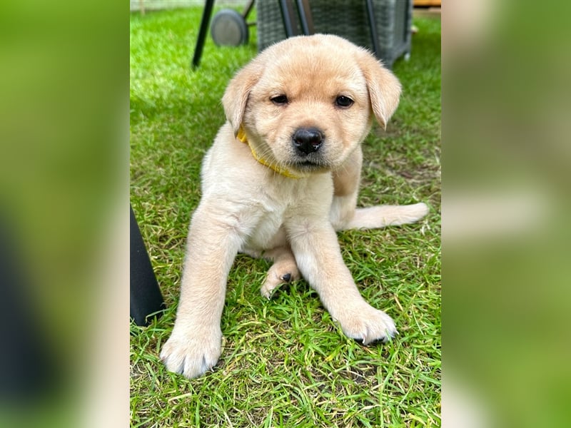 Reinrassige Labrador-Welpen suchen ein liebevolles zu Hause.