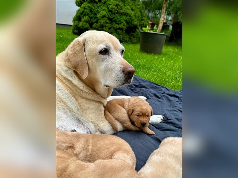 Reinrassige Labrador-Welpen suchen ein liebevolles zu Hause.