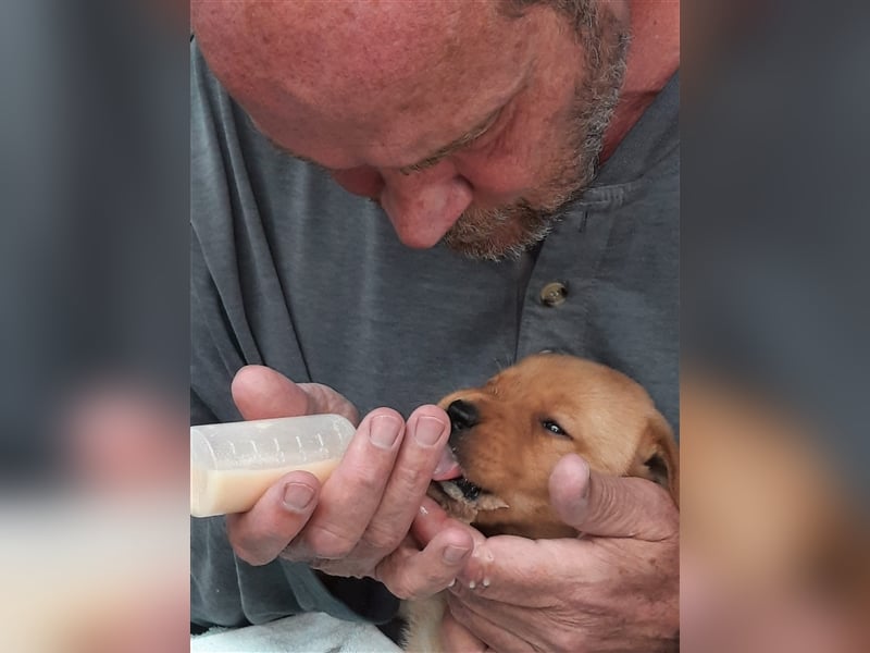 Reinrassige Labrador-Welpen suchen ein liebevolles zu Hause.