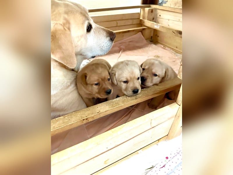 Reinrassige Labrador-Welpen suchen ein liebevolles zu Hause.