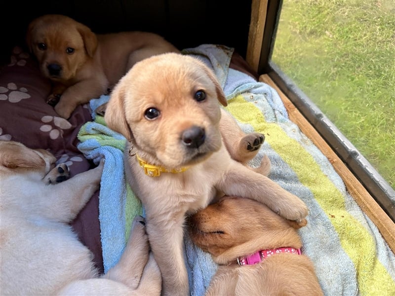 Reinrassige Labrador-Welpen suchen ein liebevolles zu Hause.