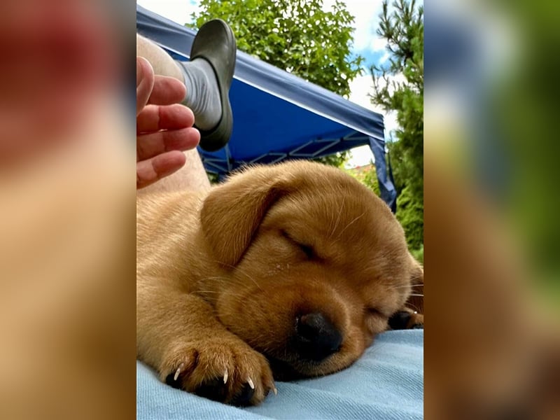 Reinrassige Labrador-Welpen suchen ein liebevolles zu Hause.