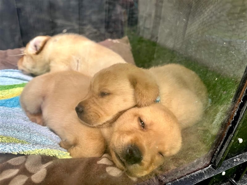 Reinrassige Labrador-Welpen suchen ein liebevolles zu Hause.