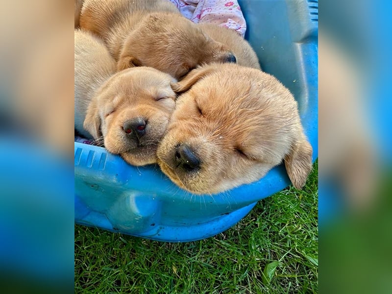 Reinrassige Labrador-Welpen suchen ein liebevolles zu Hause.