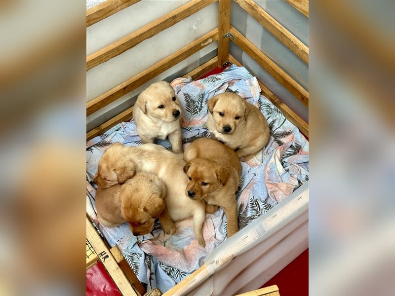 Reinrassige Labrador-Welpen suchen ein liebevolles zu Hause.