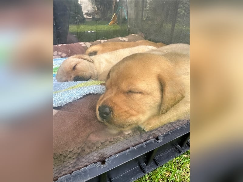 Reinrassige Labrador-Welpen suchen ein liebevolles zu Hause.