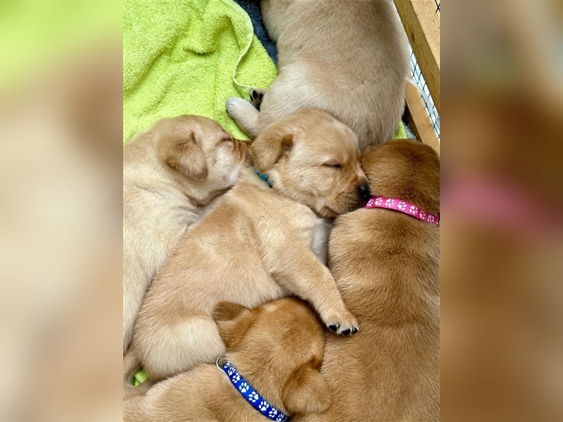 Reinrassige Labrador-Welpen suchen ein liebevolles zu Hause.