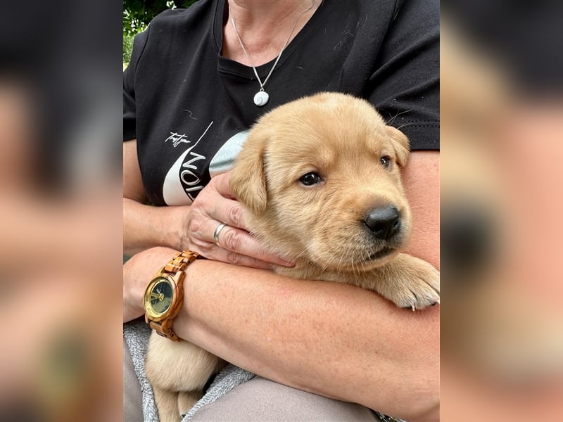 Reinrassige Labrador-Welpen suchen ein liebevolles zu Hause.