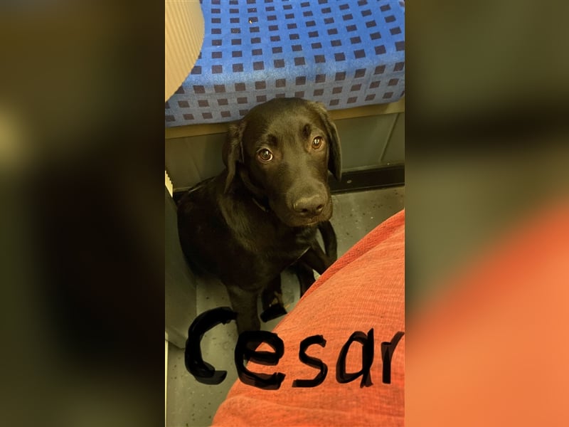 César