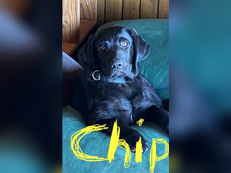 Chip