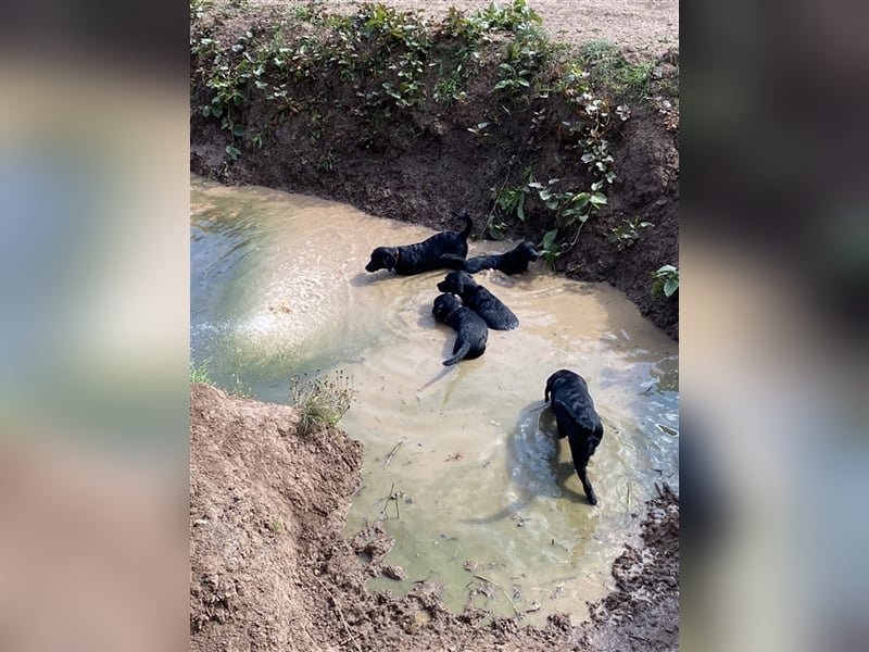 Schwarze Labrador-Labrador/Apenzeller Welpen