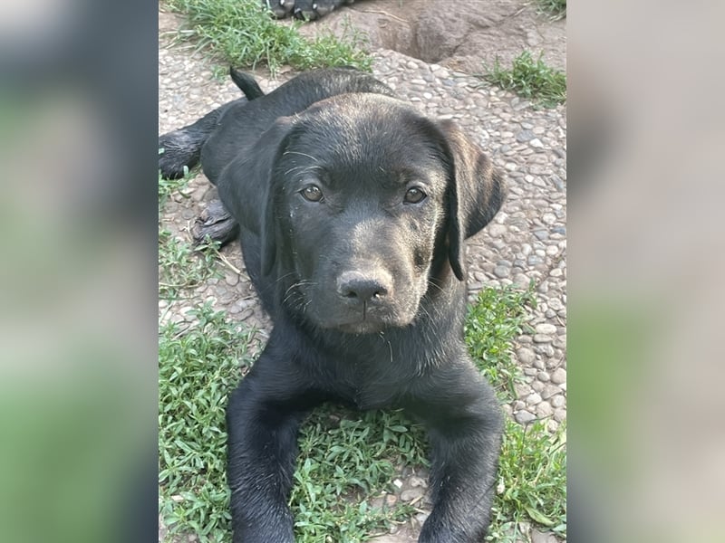 Schwarze Labrador-Labrador/Apenzeller Welpen