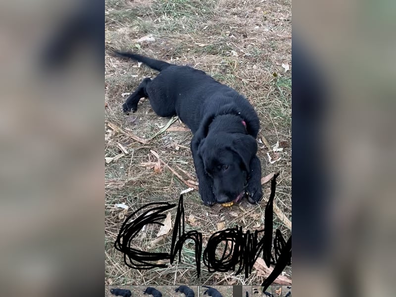 Schwarze Labrador-Labrador/Apenzeller Welpen