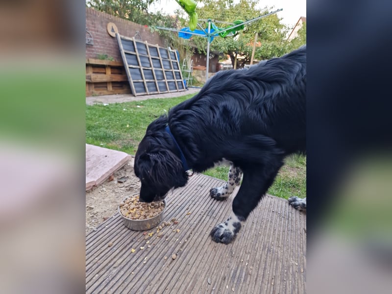 Bordercollie Labrador Mischling