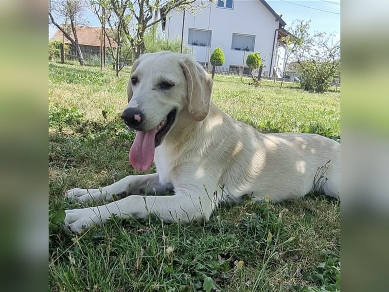 Bongo ein verspielter Bubchen