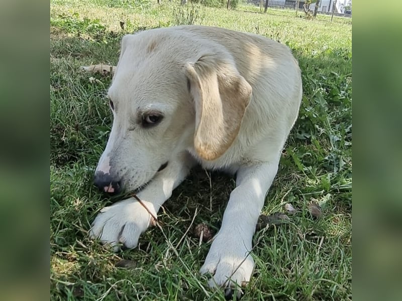 Bongo ein verspielter Bubchen