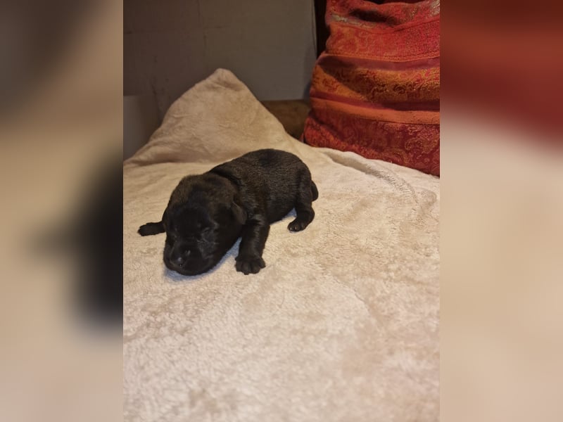 Labrador Schäferhund Mischlings Welpen