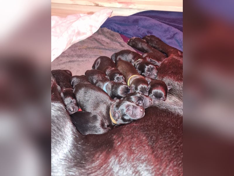 Labrador Schäferhund Mischlings Welpen