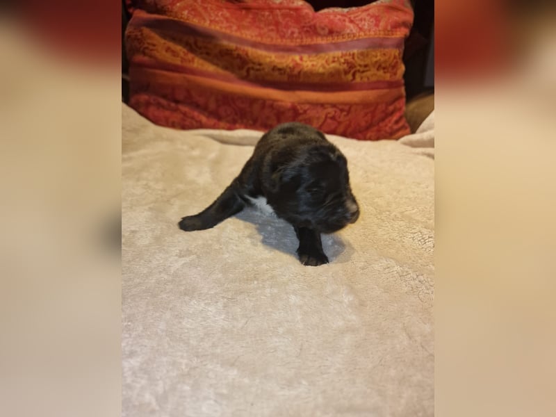 Labrador Schäferhund Mischlings Welpen