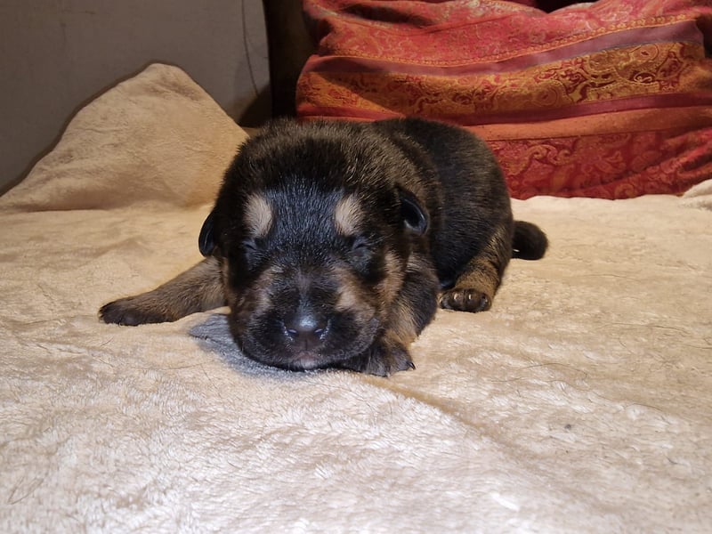 Labrador Schäferhund Mischlings Welpen