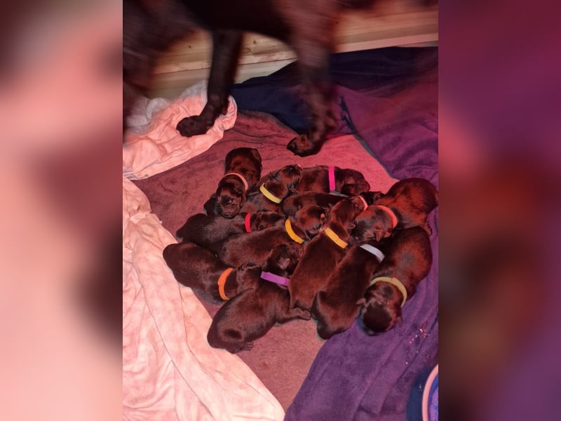 Labrador Schäferhund Mischlings Welpen