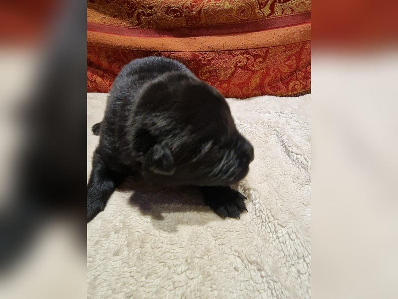 Labrador Schäferhund Mischlings Welpen