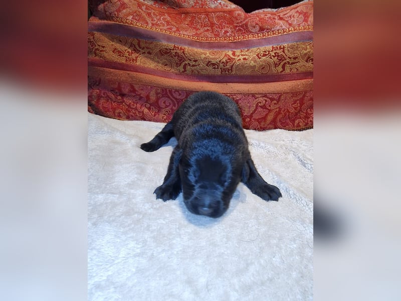 Labrador Schäferhund Mischlings Welpen