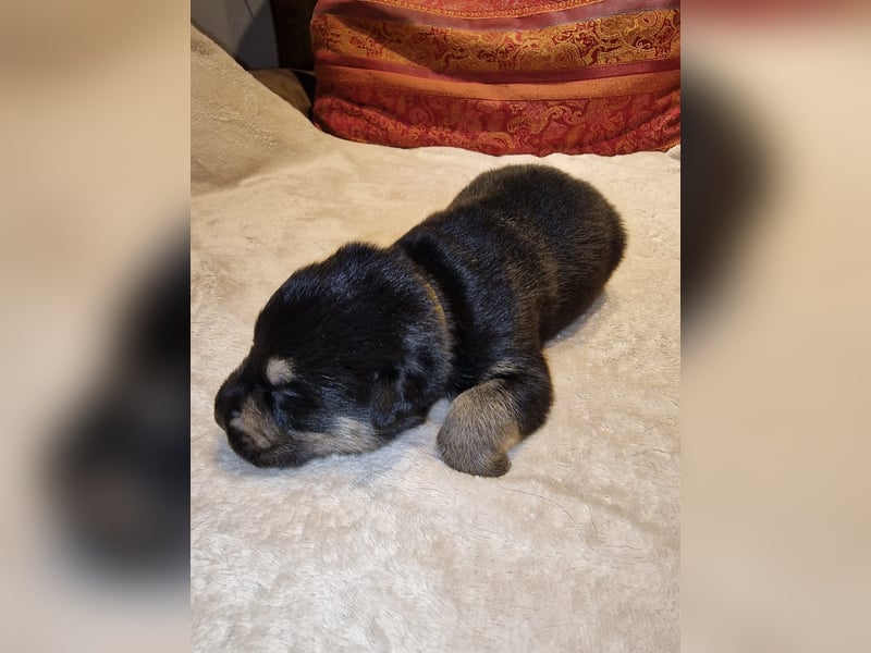 Labrador Schäferhund Mischlings Welpen