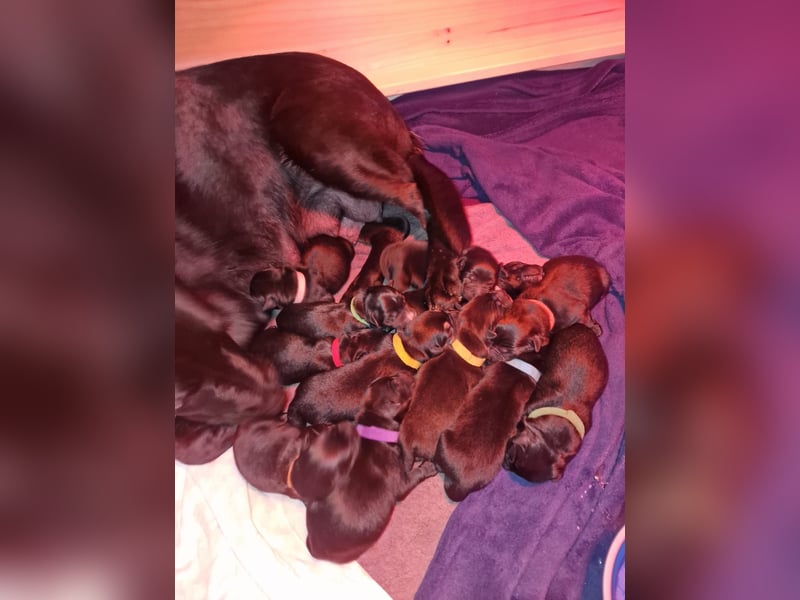 Labrador Schäferhund Mischlings Welpen