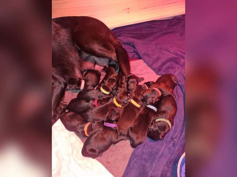 Labrador Schäferhund Mischlings Welpen