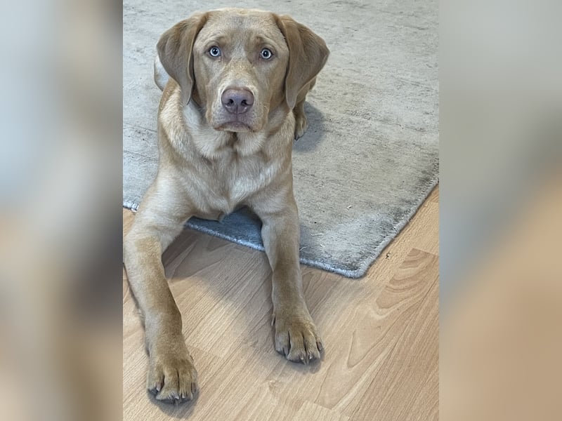 Labrador 11 Monate in erfahrene Hände