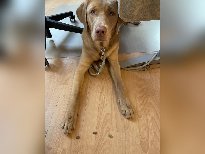 Labrador 11 Monate in erfahrene Hände