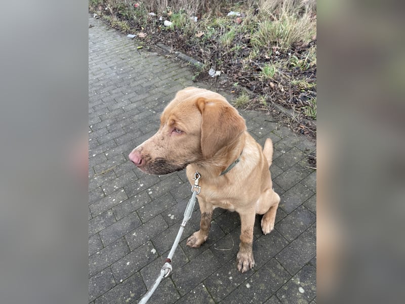 Labrador 11 Monate in erfahrene Hände