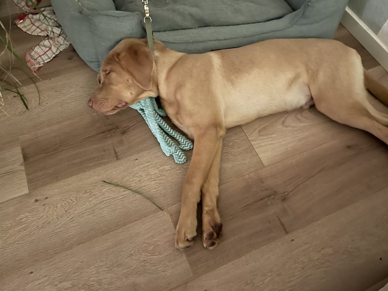 Labrador 11 Monate in erfahrene Hände
