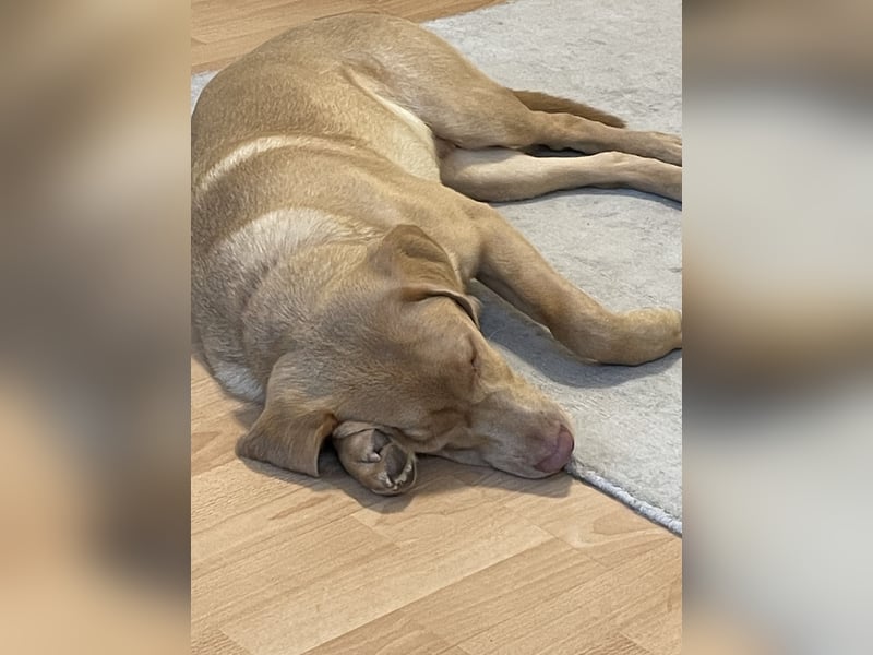 Labrador 11 Monate in erfahrene Hände